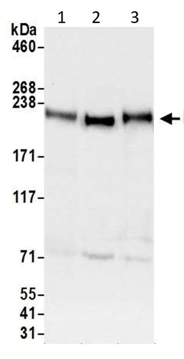 Western blot - Anti-TRAP220/MED1 antibody (AB245546)