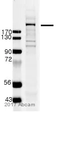 Western blot - Anti-TRAP220/MED1 antibody (AB64965)