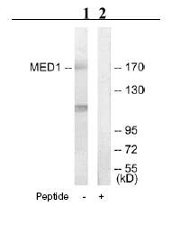 Western blot - Anti-TRAP220/MED1 antibody (AB64965)