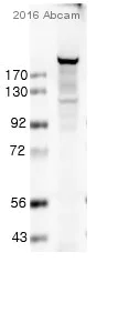 Western blot - Anti-TRAP220/MED1 antibody (AB64965)