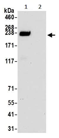 Immunoprecipitation - Anti-TRAP220/MED1 antibody [BLR037F] (AB243893)
