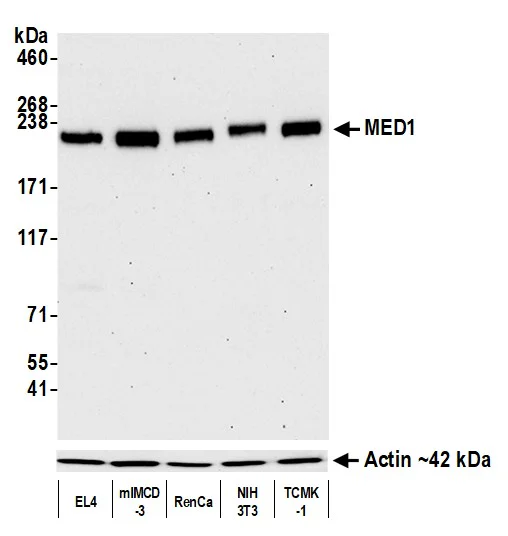 Western blot - Anti-TRAP220/MED1 antibody [BLR037F] (AB243893)