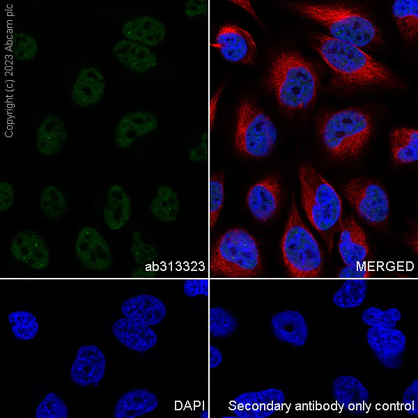 Immunocytochemistry/ Immunofluorescence - Anti-TRAP220/MED1 antibody [EPR24656-87] - BSA and Azide free (AB313324)