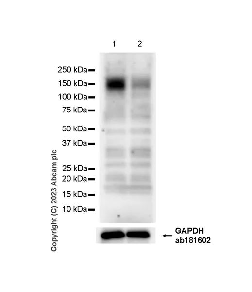 Western blot - Anti-TRAP220/MED1 antibody [EPR24656-87] - BSA and Azide free (AB313324)