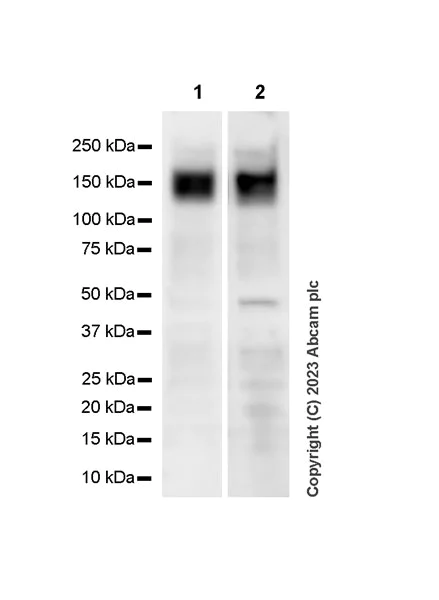 Western blot - Anti-TRAP220/MED1 antibody [EPR24656-87] - BSA and Azide free (AB313324)