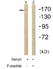 Anti-TRAP220/MED1 (phospho T1457) antibody