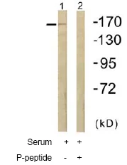 Western blot - Anti-TRAP220/MED1 (phospho T1457) antibody (AB60950)
