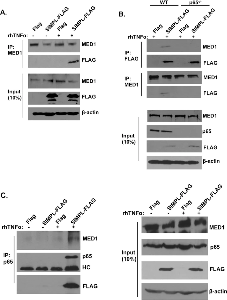 Western blot - Anti-TRAP220/MED1 (phospho T1457) antibody (AB60950)