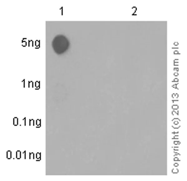 Dot Blot - Anti-TRAP220/MED1 (phospho T1457) antibody [EPR13269] - BSA and Azide free (AB250350)