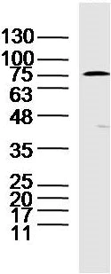 Western blot - Anti-TRAP80 antibody (AB216593)
