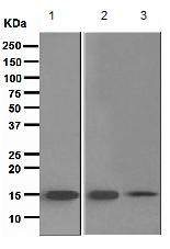Western blot - Anti-TRAPPC2 antibody [EPR3401] - BSA and Azide free (AB247942)