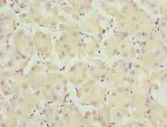 Immunohistochemistry (Formalin/PFA-fixed paraffin-embedded sections) - Anti-TRAPPC6B antibody (AB235394)