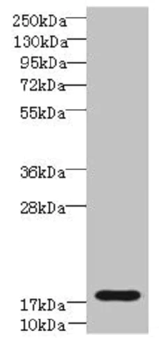 Western blot - Anti-TRAPPC6B antibody (AB235394)