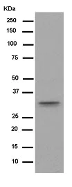 Western blot - Anti-TRAX antibody [EPR13929(B)] - BSA and Azide free (AB250532)