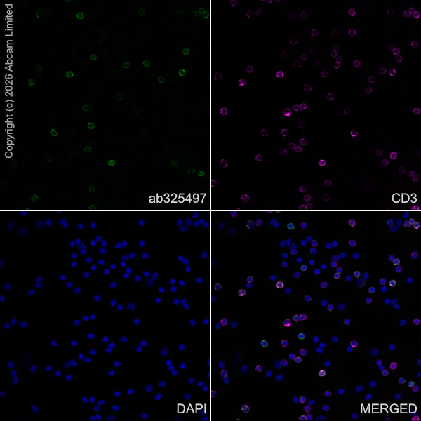 Immunocytochemistry/ Immunofluorescence - Anti-TRBC1 antibody [EPR24928-52] (AB325497)