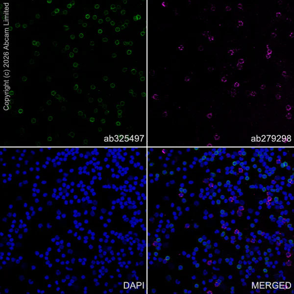 Immunocytochemistry/ Immunofluorescence - Anti-TRBC1 antibody [EPR24928-52] - BSA and Azide free (AB325506)