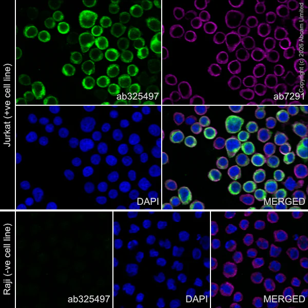 Immunocytochemistry/ Immunofluorescence - Anti-TRBC1 antibody [EPR24928-52] - BSA and Azide free (AB325506)