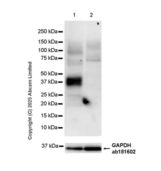 Western blot - Anti-TRBC1 antibody [EPR24928-52] - BSA and Azide free (AB325506)