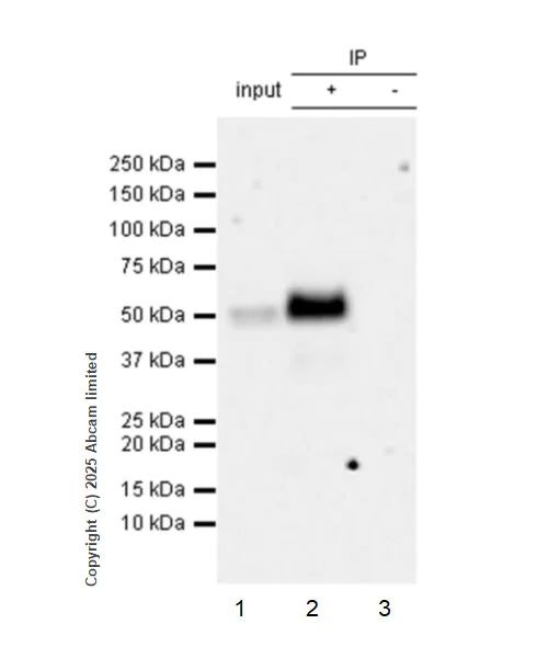 Immunoprecipitation - Anti-TRBP antibody [EPR29899-84] (AB324950)