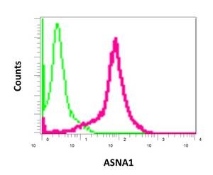 Flow Cytometry (Intracellular) - Anti-TRC40 antibody [EPR11423] - BSA and Azide free (ab249491), expandable thumbnail