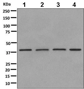 Western blot - Anti-TRC40 antibody [EPR11423] - BSA and Azide free (AB249491)