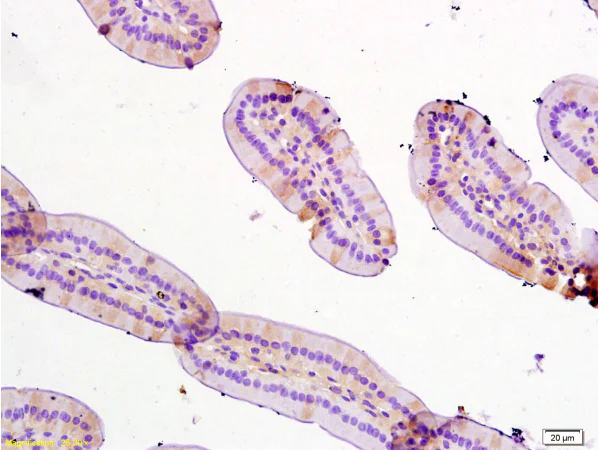 Immunohistochemistry (Formalin/PFA-fixed paraffin-embedded sections) - Anti-Trefoil Factor 3 antibody (AB202967)