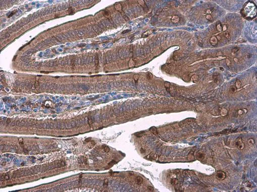 Immunohistochemistry (Formalin/PFA-fixed paraffin-embedded sections) - Anti-Trefoil Factor 3 antibody (AB272927)