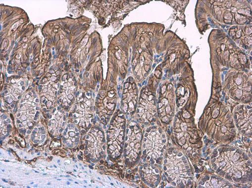 Immunohistochemistry (Formalin/PFA-fixed paraffin-embedded sections) - Anti-Trefoil Factor 3 antibody (AB272927)