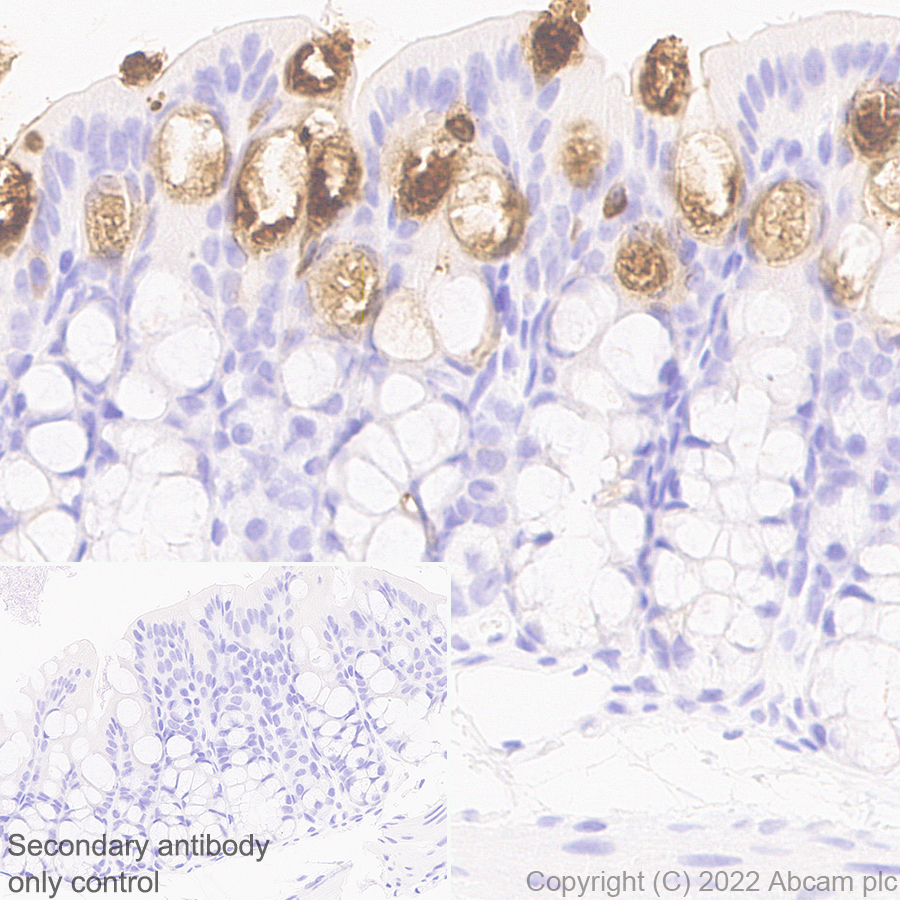 Immunohistochemistry (Formalin/PFA-fixed paraffin-embedded sections) - Anti-Trefoil Factor 3 antibody [EPR26048-14] (AB300427)