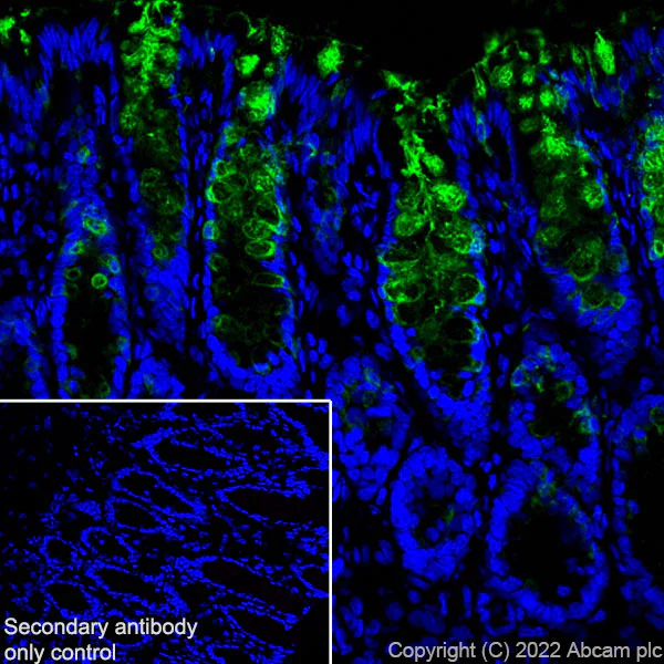 Immunohistochemistry (Frozen sections) - Anti-Trefoil Factor 3 antibody [EPR26048-14] (AB300427)