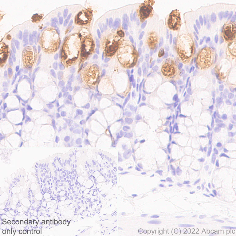 Immunohistochemistry (Formalin/PFA-fixed paraffin-embedded sections) - Anti-Trefoil Factor 3 antibody [EPR26048-14] - BSA and Azide free (AB300428)