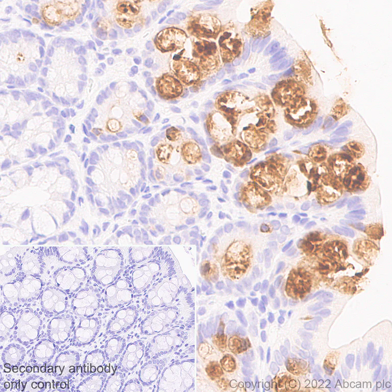Immunohistochemistry (Formalin/PFA-fixed paraffin-embedded sections) - Anti-Trefoil Factor 3 antibody [EPR26048-14] - BSA and Azide free (AB300428)