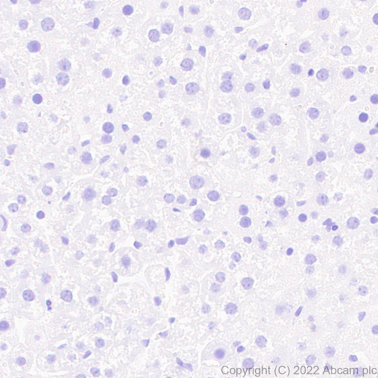 Immunohistochemistry (Formalin/PFA-fixed paraffin-embedded sections) - Anti-Trefoil Factor 3 antibody [EPR26048-14] - BSA and Azide free (AB300428)