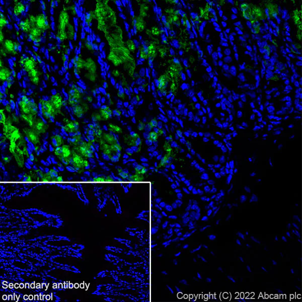 Immunohistochemistry (Frozen sections) - Anti-Trefoil Factor 3 antibody [EPR26048-14] - BSA and Azide free (AB300428)