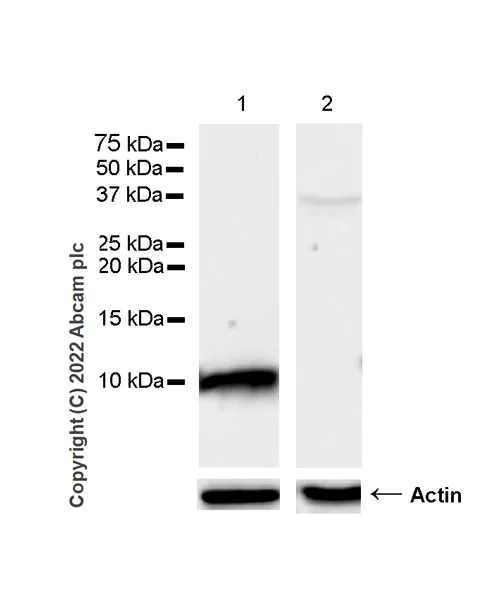 Western blot - Anti-Trefoil Factor 3 antibody [EPR26048-14] - BSA and Azide free (AB300428)