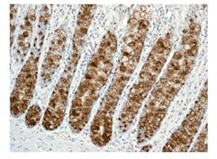 Immunohistochemistry (Formalin/PFA-fixed paraffin-embedded sections) - Anti-Trefoil Factor 3 antibody [EPR3973] (AB109104)