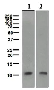 Western blot - Anti-Trefoil Factor 3 antibody [EPR3973] (AB109104)