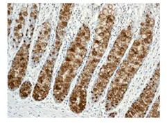 Immunohistochemistry (Formalin/PFA-fixed paraffin-embedded sections) - Anti-Trefoil Factor 3 antibody [EPR3973] - BSA and Azide free (AB247760)