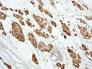 Immunohistochemistry (Formalin/PFA-fixed paraffin-embedded sections) - Anti-Trefoil Factor 3 antibody [EPR3974] (AB108599)