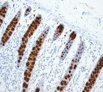 Immunohistochemistry (Formalin/PFA-fixed paraffin-embedded sections) - Anti-Trefoil Factor 3 antibody [EPR3974] (AB108599)