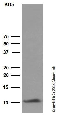 Western blot - Anti-Trefoil Factor 3 antibody [EPR3974] (AB108599)