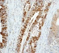 Immunohistochemistry (Formalin/PFA-fixed paraffin-embedded sections) - Anti-Trefoil Factor 3 antibody [EPR3974] - BSA and Azide free (AB239935)