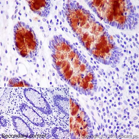 Immunohistochemistry (Formalin/PFA-fixed paraffin-embedded sections) - Anti-Trefoil Factor 3 antibody [EPR3974] - BSA and Azide free (AB239935)