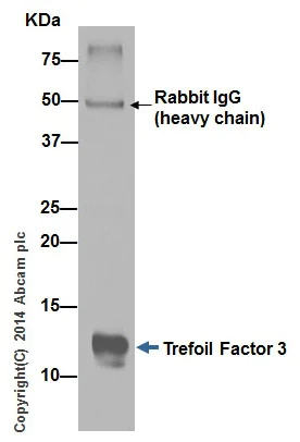 Immunoprecipitation - Anti-Trefoil Factor 3 antibody [EPR3974] - BSA and Azide free (AB239935)