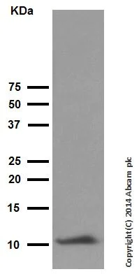 Western blot - Anti-Trefoil Factor 3 antibody [EPR3974] - BSA and Azide free (AB239935)