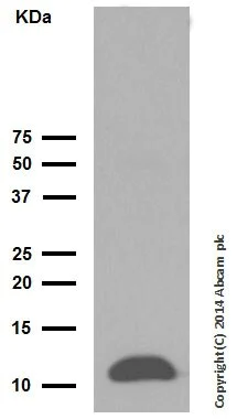 Western blot - Anti-Trefoil Factor 3 antibody [EPR3974] - BSA and Azide free (AB239935)