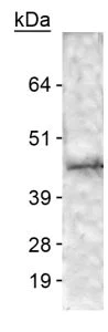 Western blot - Anti-TREK1 antibody (AB90855)