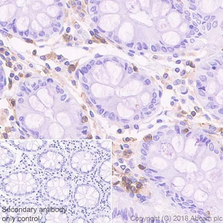 Immunohistochemistry (Formalin/PFA-fixed paraffin-embedded sections) - Anti-TREM1 antibody [EPR22060-229] - BSA and Azide free (AB240824)