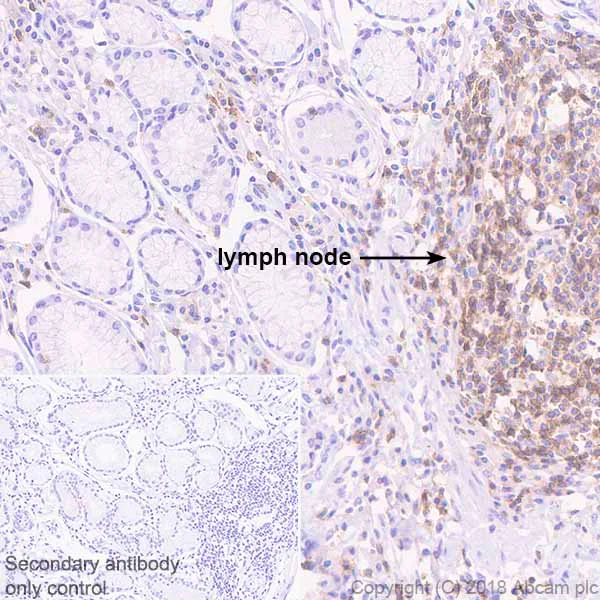 Immunohistochemistry (Formalin/PFA-fixed paraffin-embedded sections) - Anti-TREM1 antibody [EPR22060-229] - BSA and Azide free (AB240824)