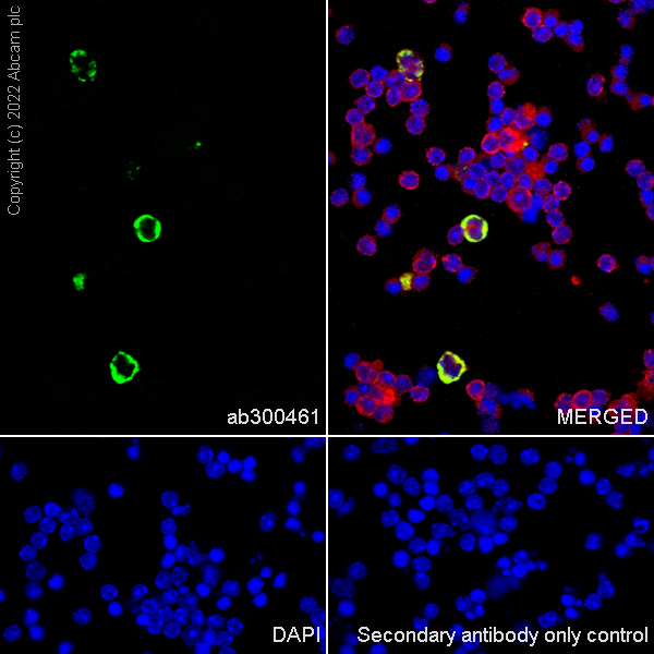 Immunocytochemistry/ Immunofluorescence - Anti-TREM1 antibody [EPR26206-72] (AB300461), expandable thumbnail